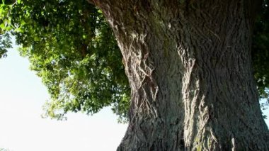 large-leaved lime tree, medicinal tree in Germany in summertime