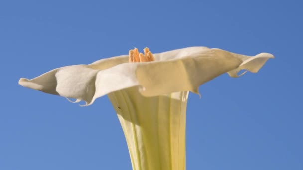 Espinho Maçã Com Flor Branca Sol Manhã — Vídeo de Stock