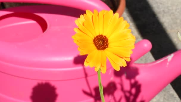 Common Marigold Medicinal Plant Flower Pink Watering Can — Video Stock