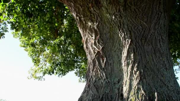 Велике Лимонне Дерево Лікарське Дерево Німеччині Влітку — стокове відео