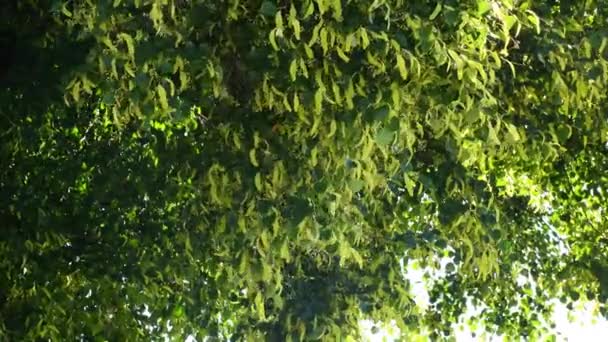 Large Leaved Lime Tree Medicinal Tree Germany Summertime — Stok Video