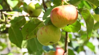 barbecue with German Bratwurst on charcoal