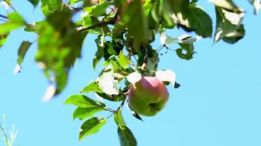 apples on a tree in summertime, frog view