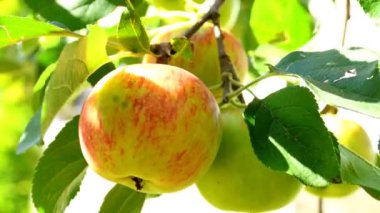 Ripe apple on a tree in Germany, closeup