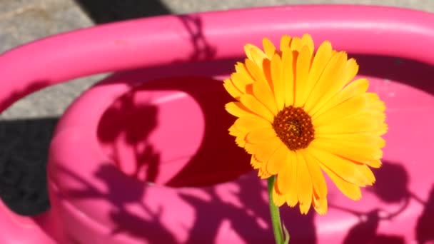 Common Marigold Medicinal Plant Flower Pink Watering Can — Stockvideo