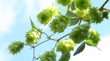 ripe hop cones in summer in Germany