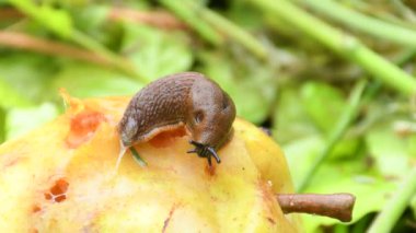 large red slug crawling over a pear
