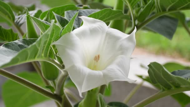 Espinho Maçã Com Flor Branca Sol Manhã — Vídeo de Stock