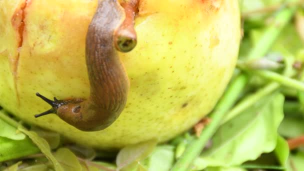 Large Red Slug Crawling Pear — Video Stock