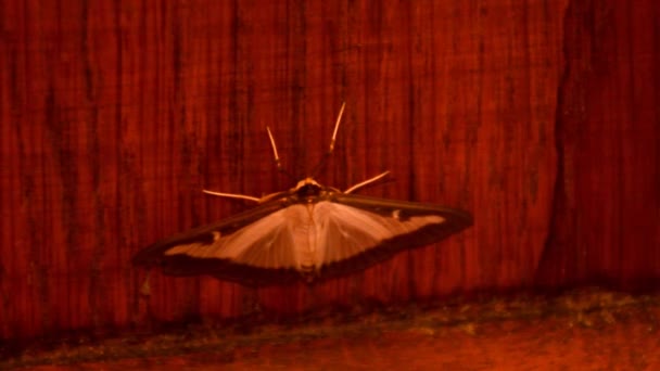 Box Tree Moth Closeup — Videoclip de stoc