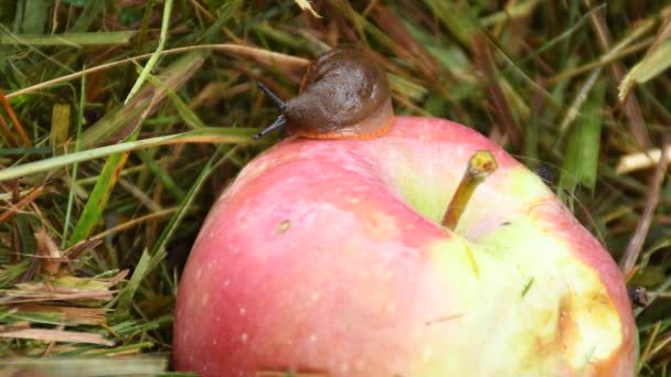 Large Red Slug Crawling Apple — Vídeos de Stock