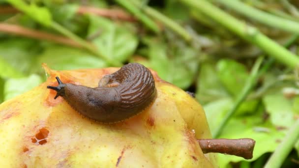 Large Red Slug Crawling Pear — Vídeo de Stock