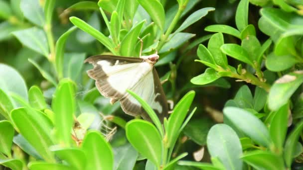 Box Tree Moth Closeup Box Tree — Video Stock