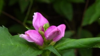 Turtlehead, medicinal herb with flower