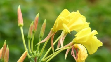 evening primrose, American medicinal plant with flower and seeds in a monastery herb garden