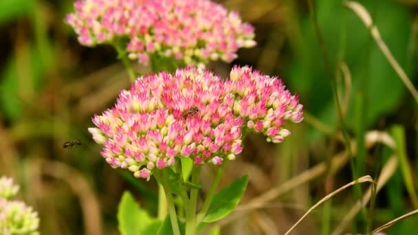 Orpine Medicinal Herb Flower — Vídeos de Stock