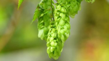 ripe hop cones in summer in Germany