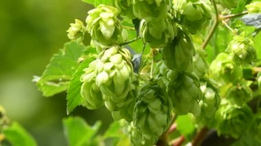 ripe hop cones in summer in Germany