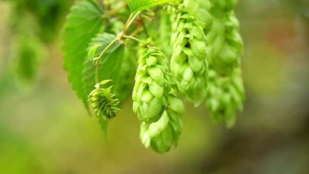 Ripe Hop Cones Summer Germany — Stock video