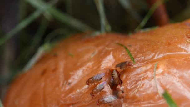 Fruchtfliegen Auf Einem Faulen Apfel Makro Der Fliegen Loch Eines — Stockvideo