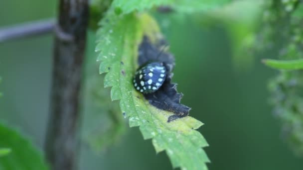 Lady Beetle Black Yellow Points Green Leaf Stinging Nettle — Stock Video