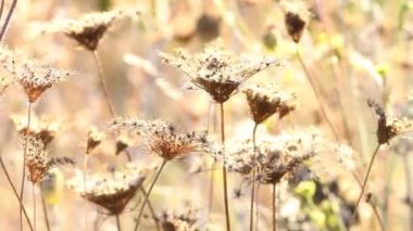 Almanya 'da arka planda bir çayırda tohumlu havuçlar