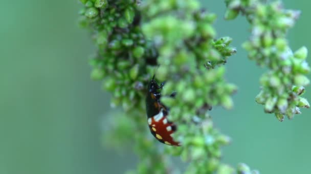 Lady Kumbang Merah Dengan Titik Titik Kuning Pada Daun Hijau — Stok Video