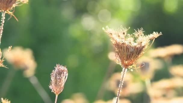 Dzikie Marchewki Nasionami Łące Niemczech Podświetleniu — Wideo stockowe