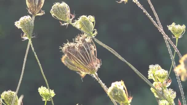 Zanahorias Silvestres Con Semillas Prado Alemania Retroiluminación — Vídeos de Stock