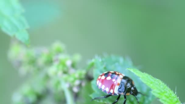 母甲虫 绿色叶子上有刺荨麻 — 图库视频影像
