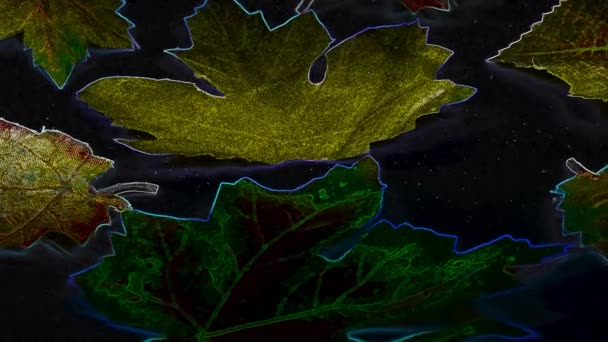 エッジ効果のあるターンテーブルの上の秋の塗装葉 — ストック動画