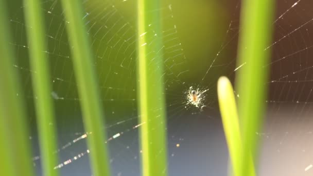 Αράχνη Κήπου Τον Ιστό Της Ανάμεσα Πράσινα Κλαδιά — Αρχείο Βίντεο
