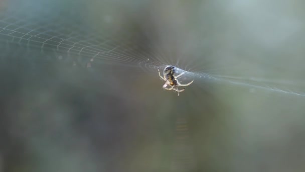 Αράχνη Στον Ιστό Του Μια Μακροεντολή — Αρχείο Βίντεο