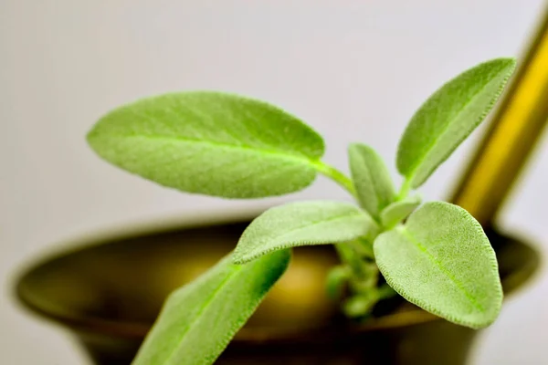 Sage Leaves Mortar — Stock Photo, Image