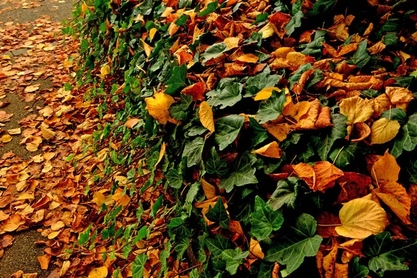 Φθινοπωρινά Χρωματιστά Φύλλα Φράκτη Φθινόπωρο — Φωτογραφία Αρχείου