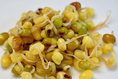 Mung fasulyesi makroda filizlenir.