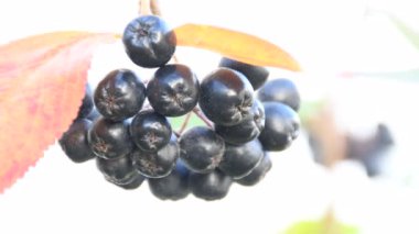 Olgun Aronia meyveleri Almanya 'da bir ağaçta, Makro Manzara