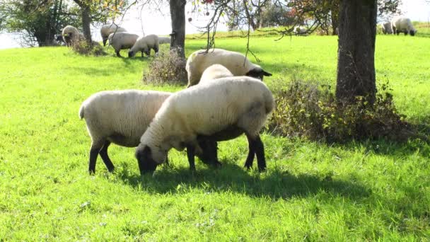 Schafe Auf Einer Grünen Wiese Herbst — Stockvideo