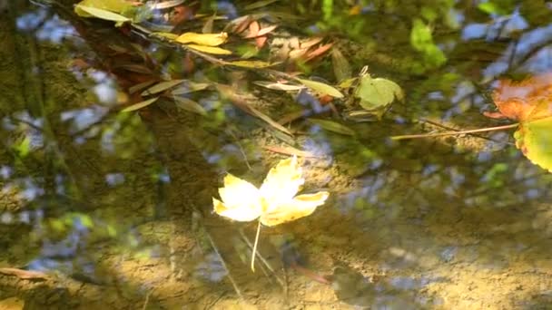 Φύλλα Σφενδάμου Κολυμπούν Ένα Αργό Ρέοντα Ρυάκι Τον Ήχο Του — Αρχείο Βίντεο