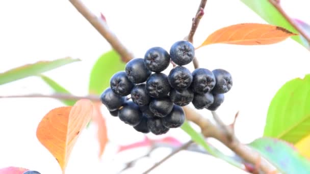 ドイツの木に熟したアロニア果実 マクロビュー — ストック動画
