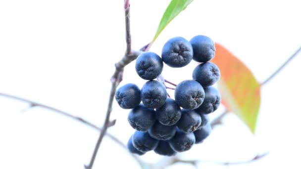 ドイツの木に熟したアロニア果実 — ストック動画