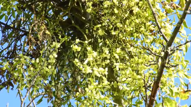 Ökseotu Olgunlaşmış Meyveler Almanya Sonbaharda Bir Ağaçta — Stok video
