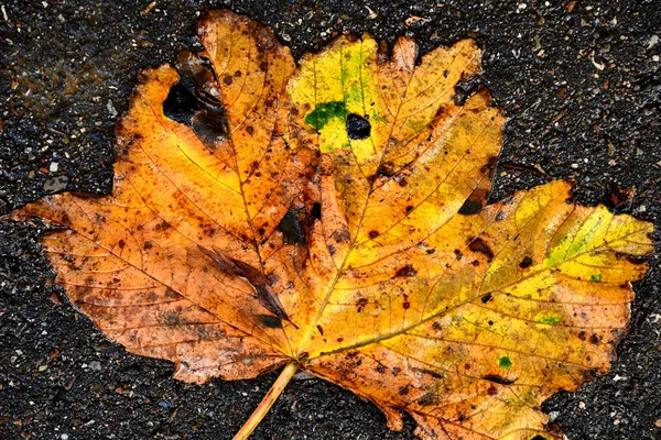 Herbstlich Bemaltes Ahornblatt Auf Einem Stahlboden — Stockfoto