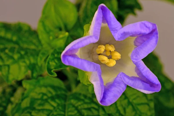 Mela Del Perù Con Fiore Primo Piano — Foto Stock