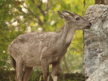 Chamois Tehlikedeki Türler.