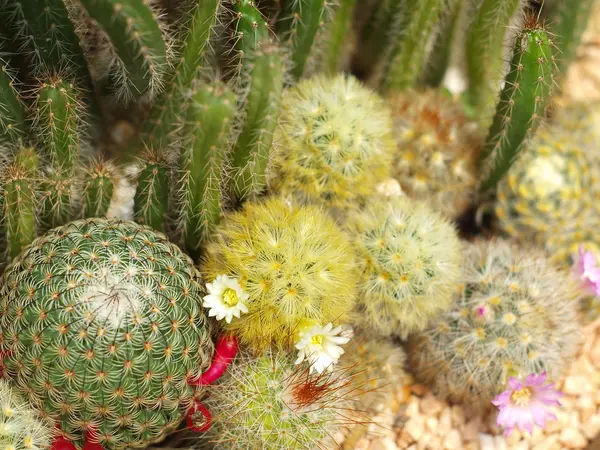 Cactus en vivero . — Foto de Stock