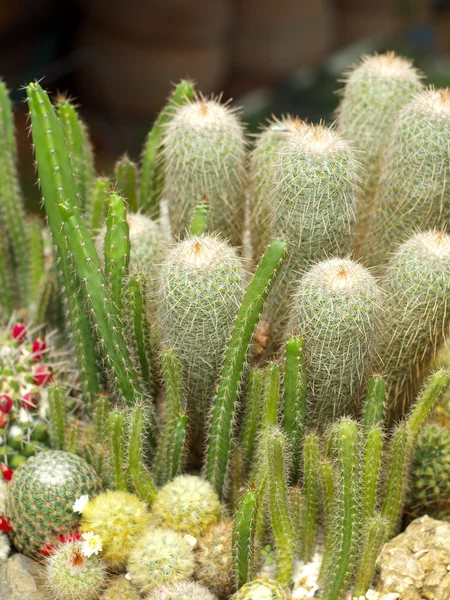 Cactus en pépinière . — Photo