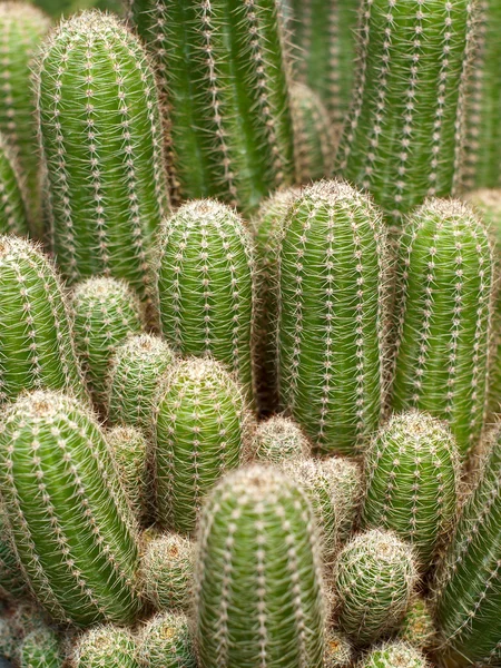 Cactus en vivero . — Foto de Stock