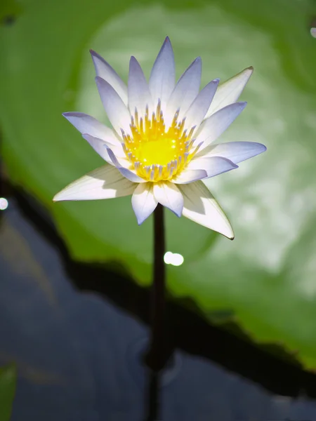 Hellviolette Lotusblume. — Stockfoto