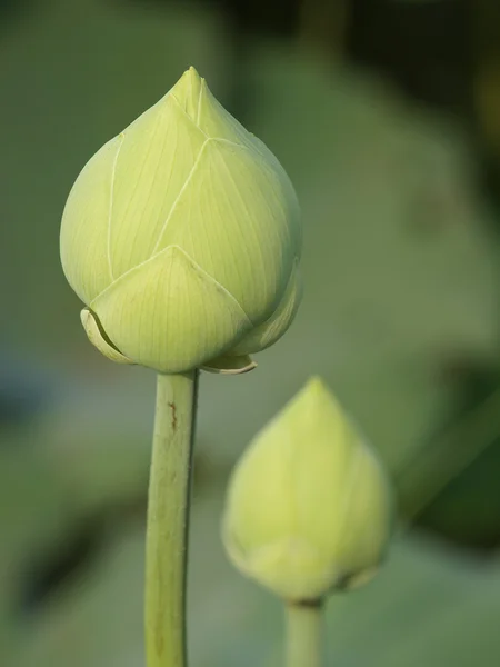 Lotus bud — Stockfoto